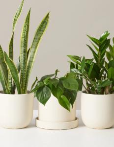 Best Pet Friendly Plants | Delivered To Your Door | The Sill – The Sill