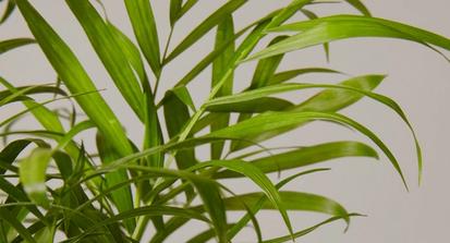 Parlor Palm Plant Care Guide from Plants 101