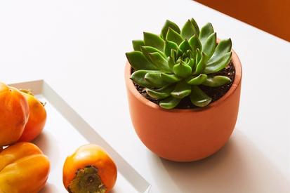 How to Care for Succulents: Plant Care 101 from Plants 101