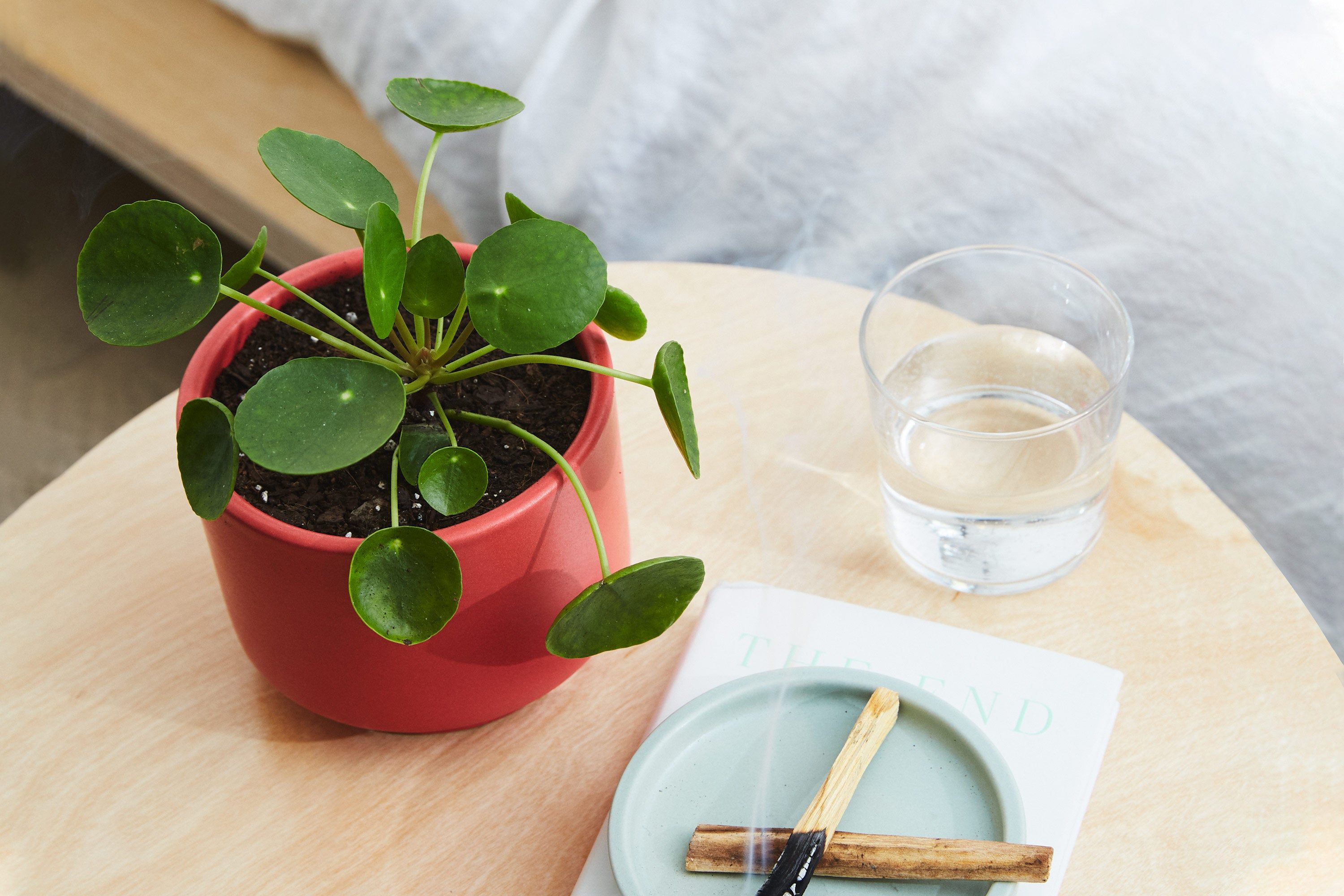 Pilea peperomioides | Plant Care and Tips | The Sill