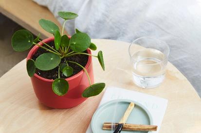 Pilea Peperomioides from Plants 101