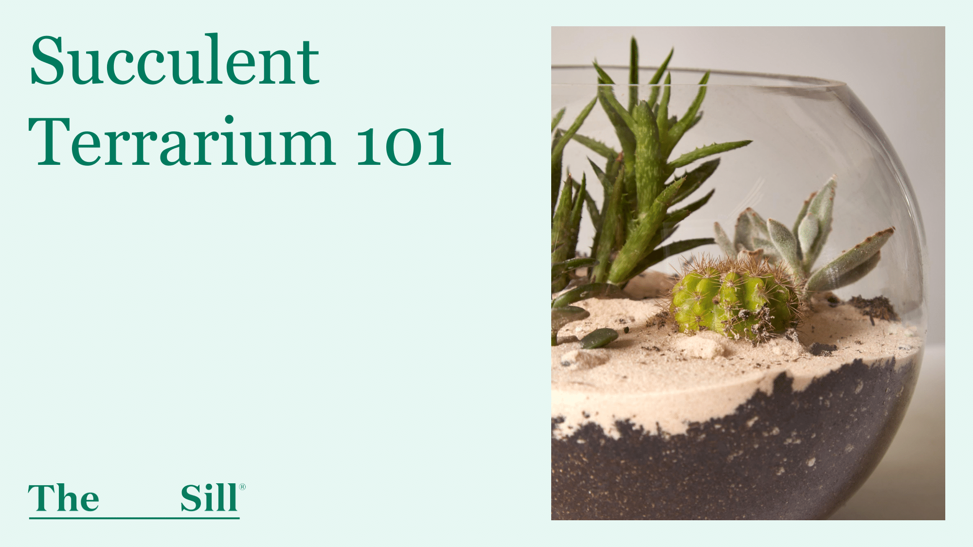 Succulent Terrarium 101