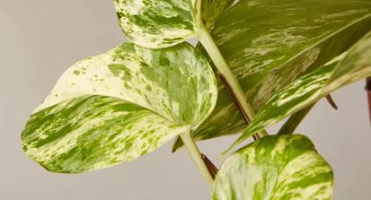 How to Care for a Pothos Plant from Plants 101