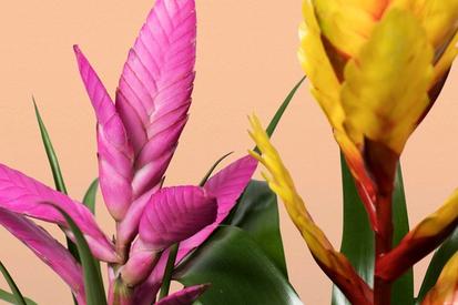 How to Care for a Bromeliad Plant from Plants 101