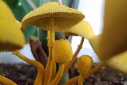 What To Do When You See Mushrooms in Your Soil from Plants 101