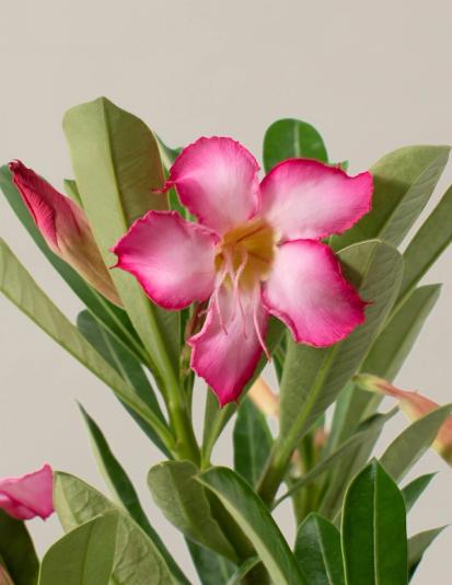 How to Care for a Desert Rose from Plants 101