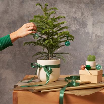 5 Unique Houseplants for Holiday Decorating from Design Tips