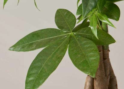How to Care for a Money Tree Plant from Plants 101