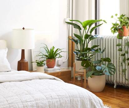 How To Bring Your Plants Indoors for Fall and Winter from Plants 101