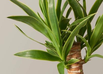 How To Care for a Yucca Plant from Plants 101