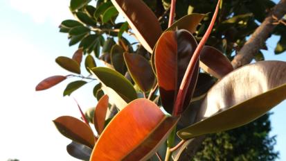 How to Care for a Rubber Tree or Ficus Elastica from Plants 101