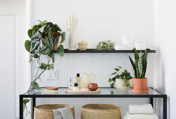 Plants for Your Bathroom