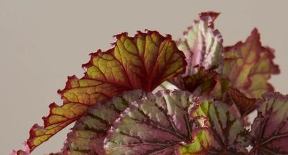 How to Care for a Rex Begonia from Plants 101