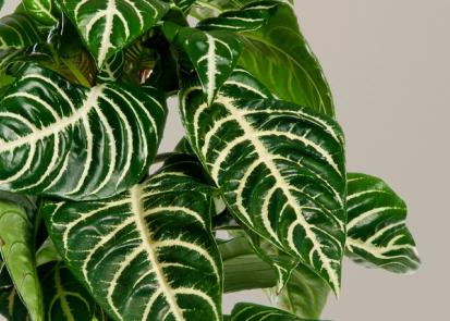 How to Care for a Zebra Plant from Plants 101