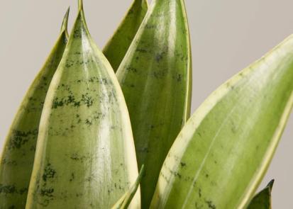 How To Care for a Snake Plant from Plants 101