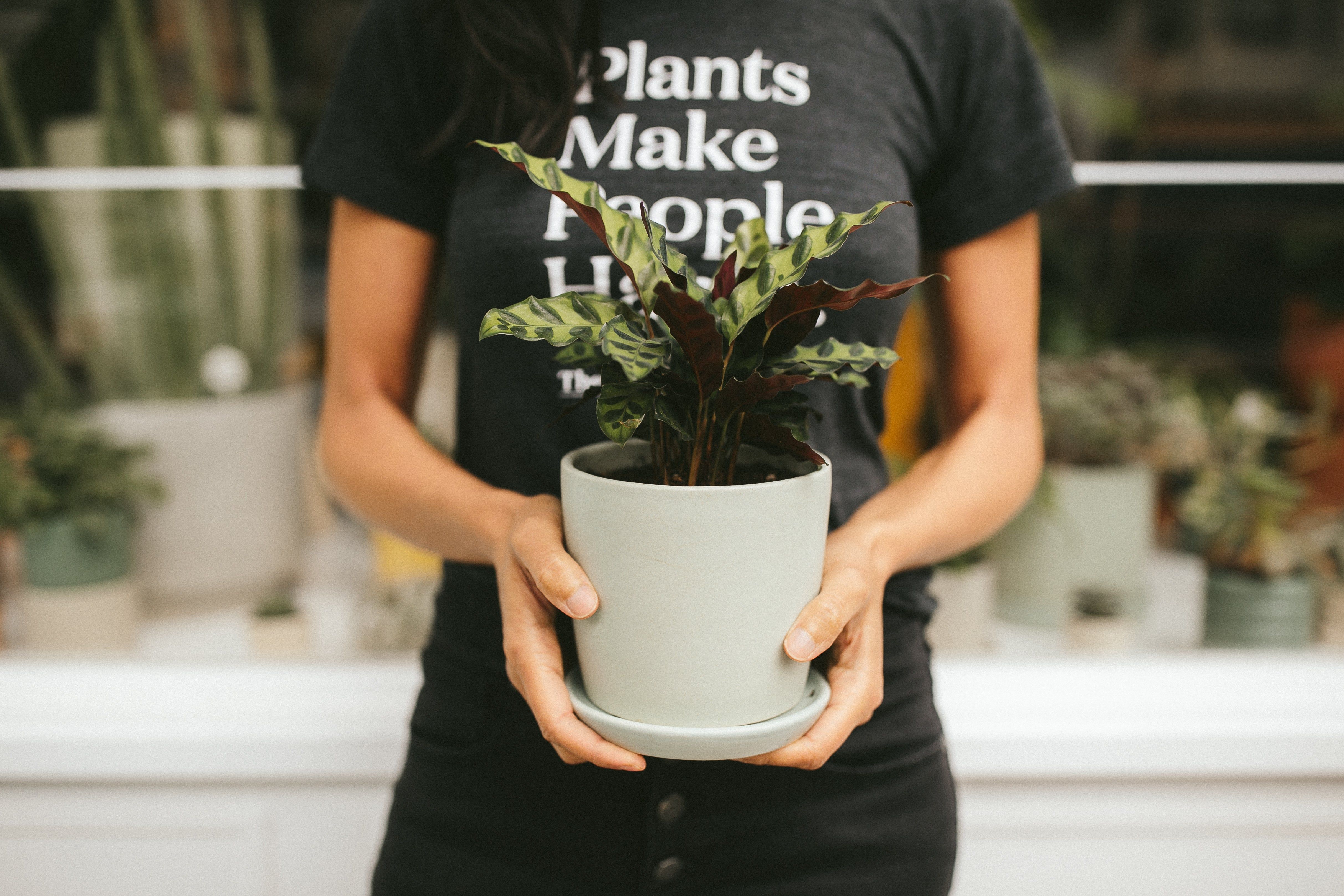 The Sill  Tips and Tricks for a Successful Plant Propagation