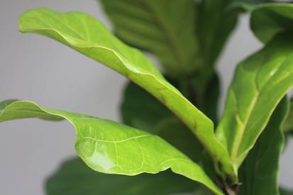 Fiddle Me This: How to Care for a Fiddle Leaf Fig from Plants 101