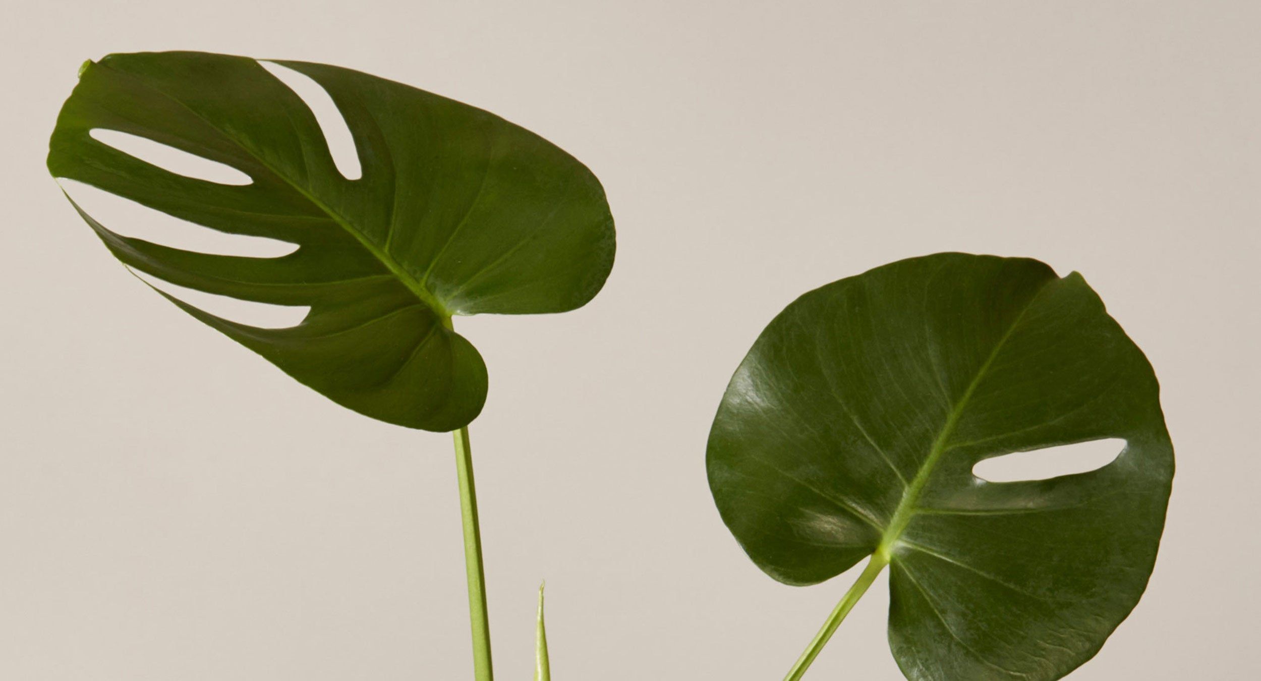 the sill | how to care for a monstera deliciosa
