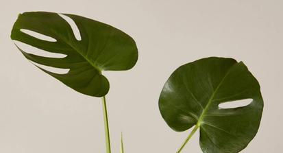 Why Your Monstera Plant's Leaves Have Holes