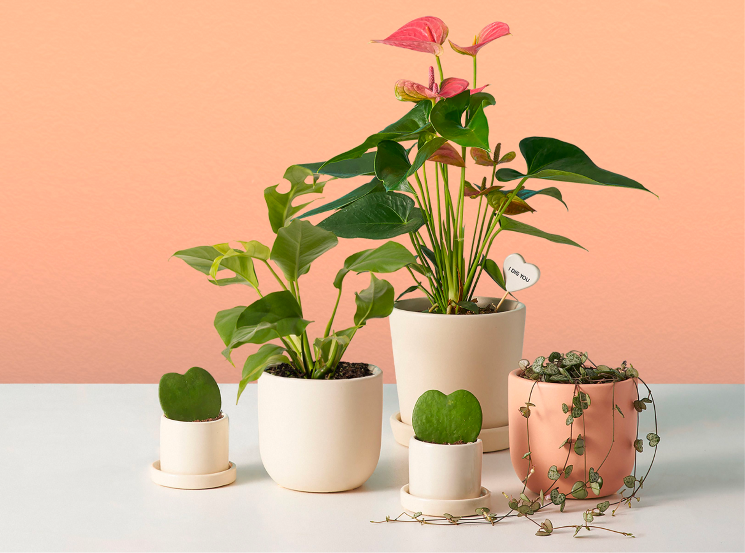 Buy Plants that Make You Happy | The Sill