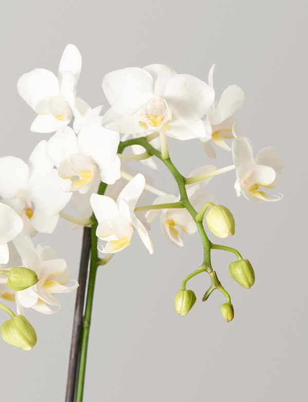 Shop Phalaenopsis Orchids