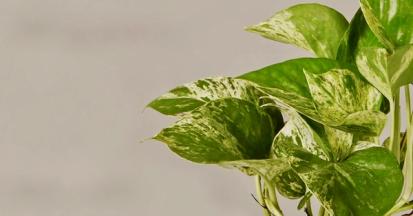 How to Care for a Pothos Plant from Plants 101