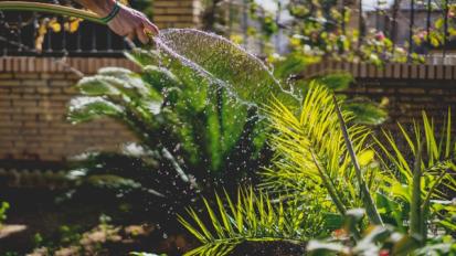 How to Water Your Garden and Maintain an Ongoing Watering Schedule from Plants 101