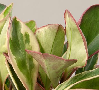 How to Care for a Peperomia Ginny from Plants 101