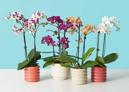 How To Make Your Orchid Rebloom from Plants 101