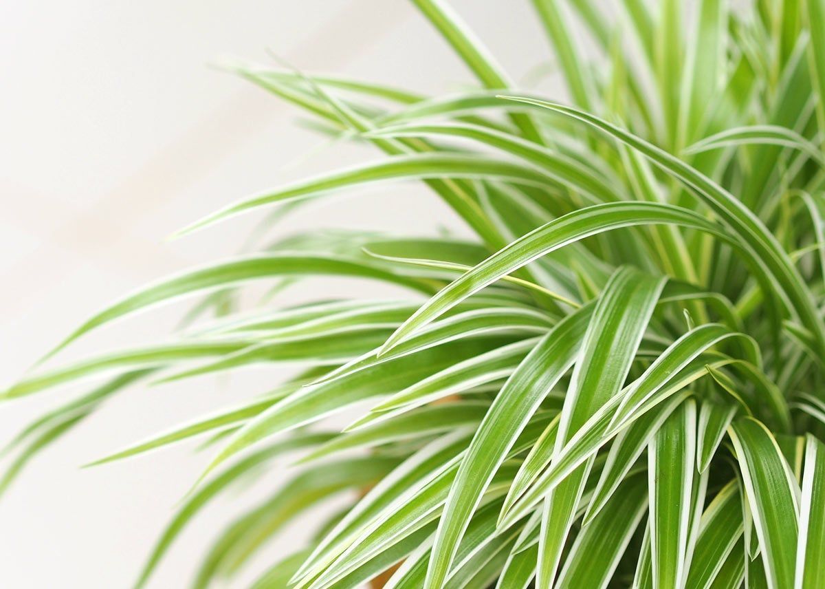 Complete guide to spider plant care