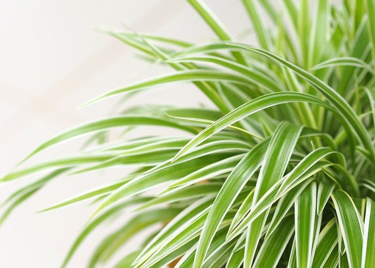 How To Care for a Spider Plant The Sill