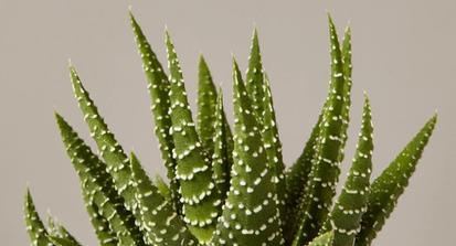 How To Care for a Haworthia from Plants 101