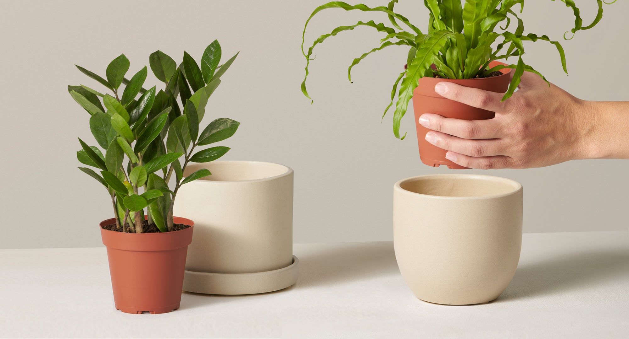whether to keep your plant in its grow pot or pot it - the sill
