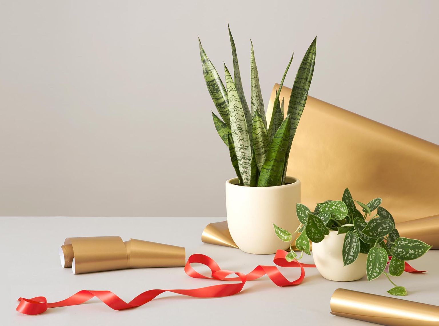 Plant Parent Gift Guide