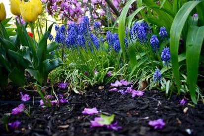 How to Mulch Your Garden and Types of Mulch You Can Use  from Plants 101