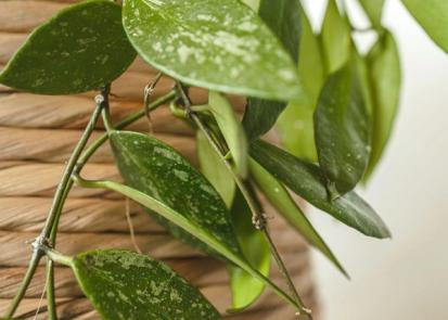 How To Care for a Hoya Plant from Plants 101