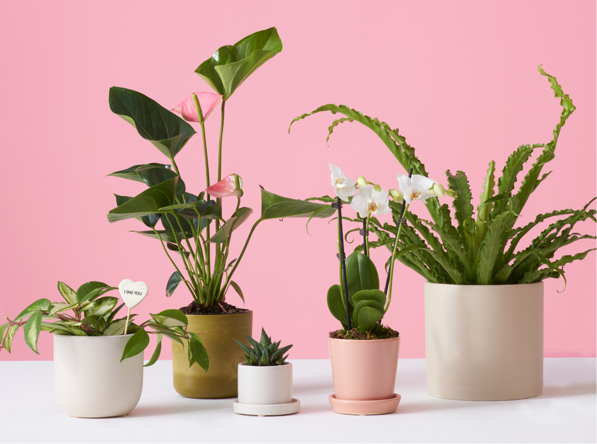 Gifts for Indoor Plant Parents