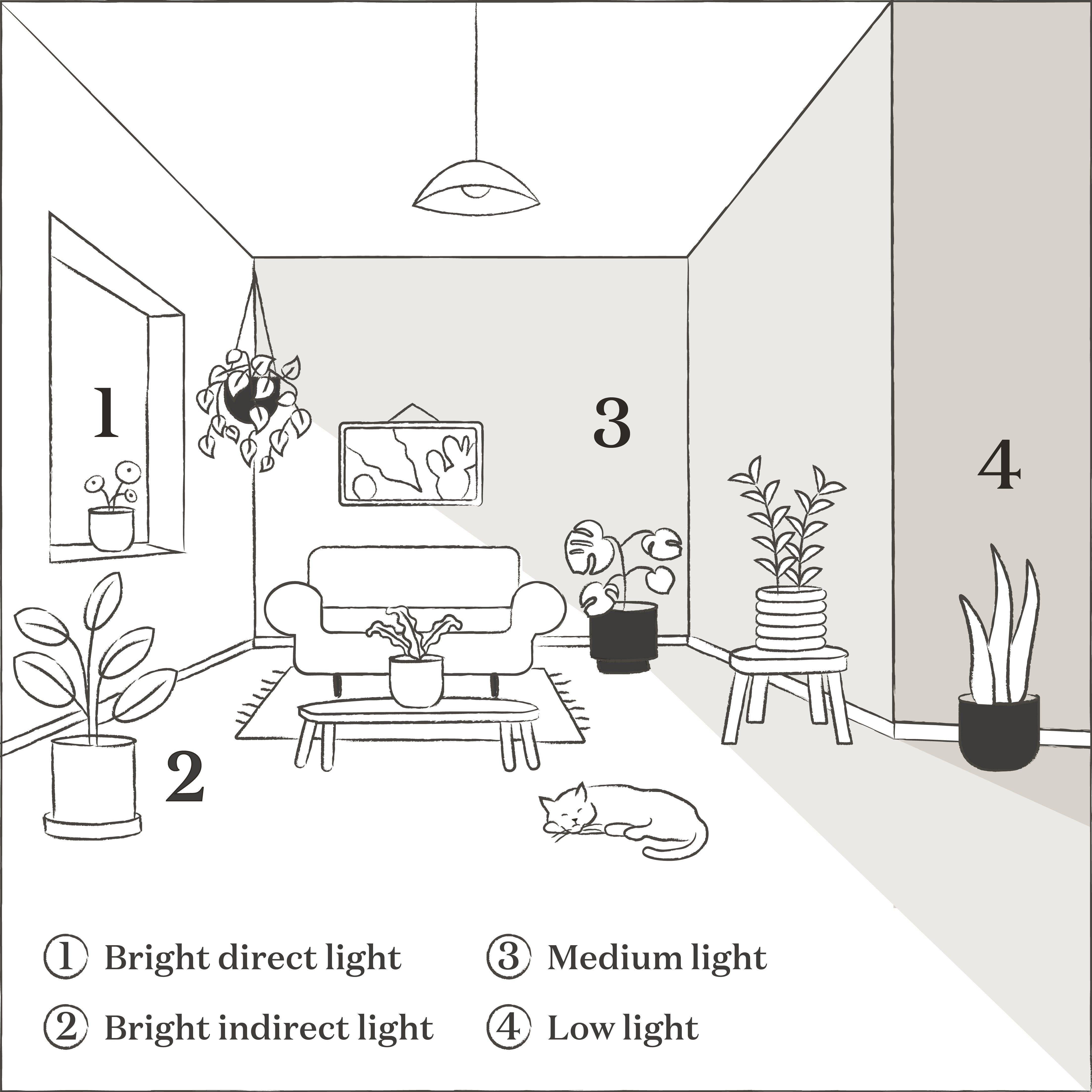 indirect sunlight for plants