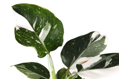 How to Care for a Philodendron White Wizard from Plants 101