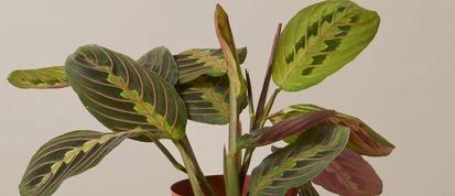 Prayer Plant Care (Maranta): A Complete Guide from Plants 101