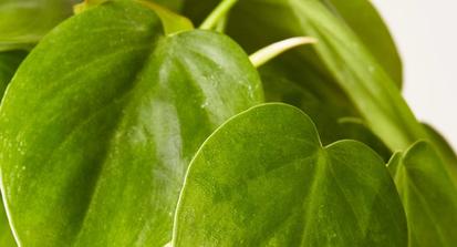 Philodendron from Plants 101