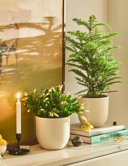 Best Unexpected Gifts for Your Favorite Plant Parent from Design Tips