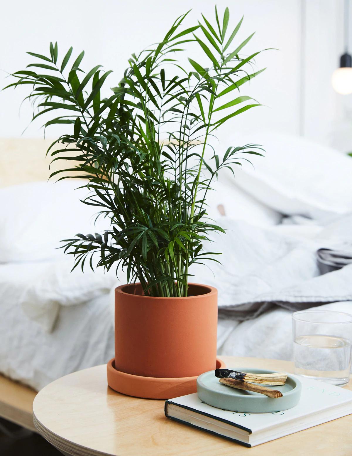 Buy Potted Easy Peasy Collection — Indoor Plant Trio