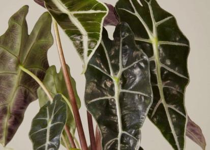 How To Care for an Alocasia from Plants 101