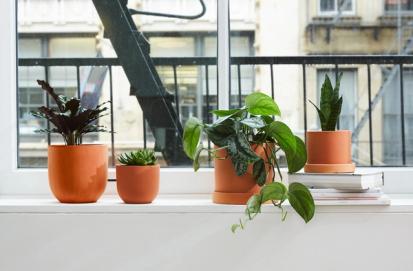 Understanding Lighting in Your Home and How It Affects Your Plants from Common Care Questions