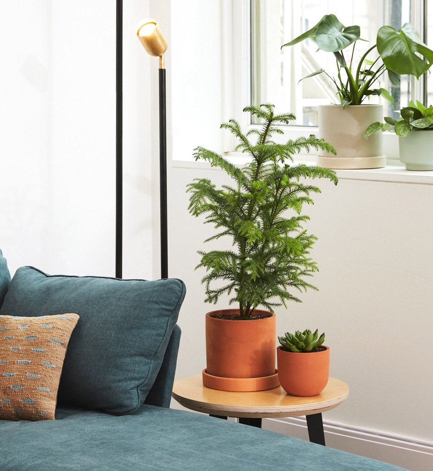How To Care For Norfolk Island Pine Tree The Sill