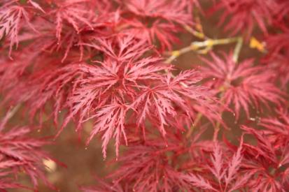 A Beginner’s Guide to Growing and Maintaining Japanese Maple Trees from Plants 101