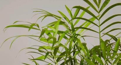 Majesty Palm (Ravenea Rivularis) from Plants 101