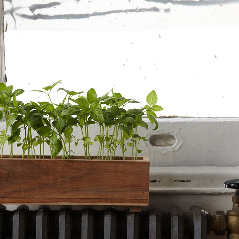 Creating an Herb Garden at Home The Sill