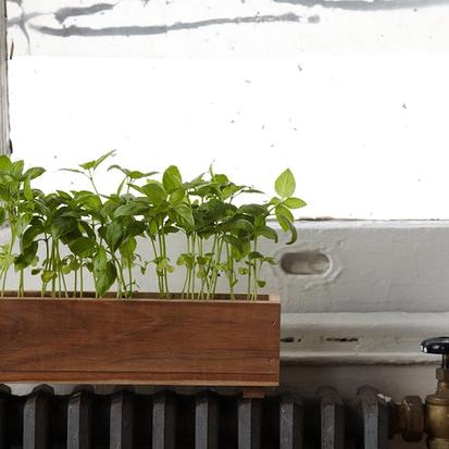 Creating an Herb Garden at Home from Plants 101